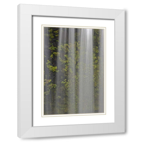 OR, Willamette NF Koosah Falls and ferns White Modern Wood Framed Art Print with Double Matting by Paulson, Don