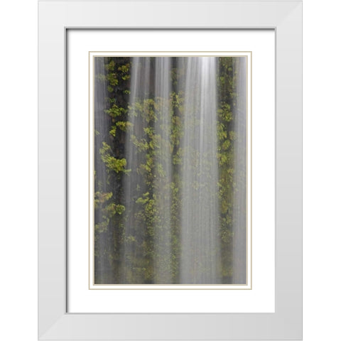OR, Willamette NF Koosah Falls and ferns White Modern Wood Framed Art Print with Double Matting by Paulson, Don