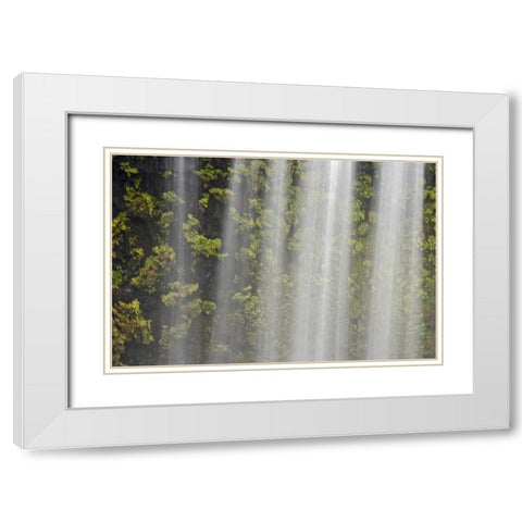OR, Willamette NF Koosah Falls and ferns White Modern Wood Framed Art Print with Double Matting by Paulson, Don