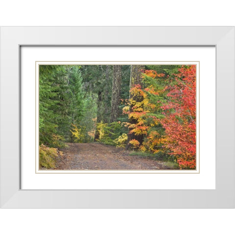 OR, Willamette NF Historic Santiam Wagon Road White Modern Wood Framed Art Print with Double Matting by Paulson, Don