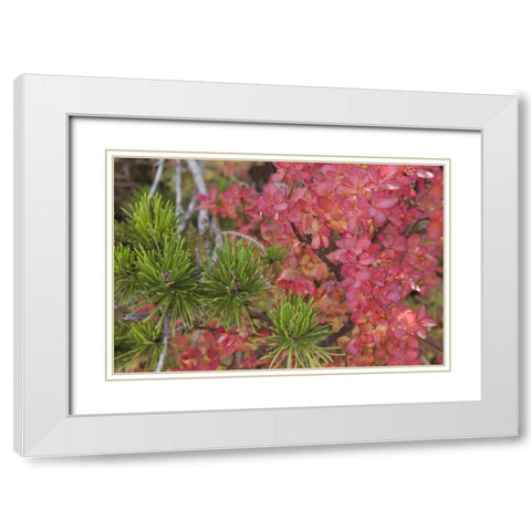 Oregon Huckleberry bush leaves and pine needles White Modern Wood Framed Art Print with Double Matting by Paulson, Don