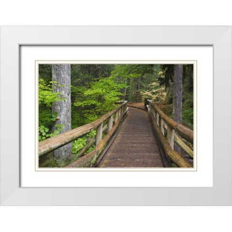 OR, Willamette NF Wooden foot bridge White Modern Wood Framed Art Print with Double Matting by Paulson, Don