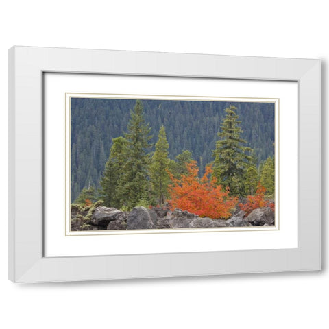 Oregon, Willamette NF Volcanic rock in forest White Modern Wood Framed Art Print with Double Matting by Paulson, Don