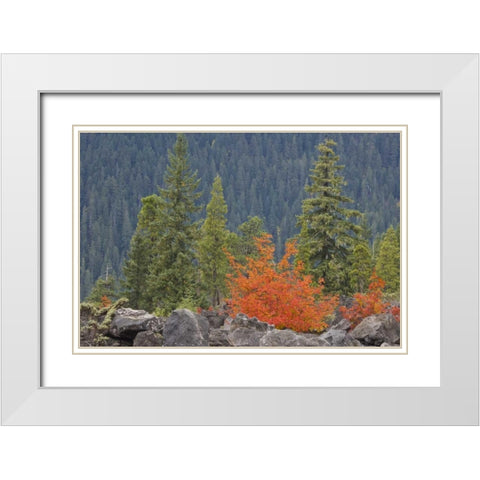 Oregon, Willamette NF Volcanic rock in forest White Modern Wood Framed Art Print with Double Matting by Paulson, Don