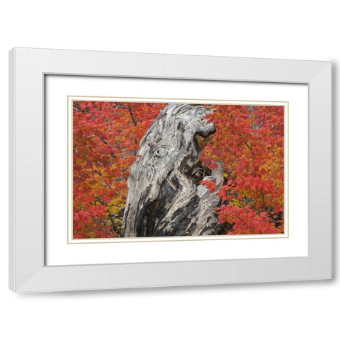 OR, Willamette NF Vine maple tree stump, autumn White Modern Wood Framed Art Print with Double Matting by Paulson, Don