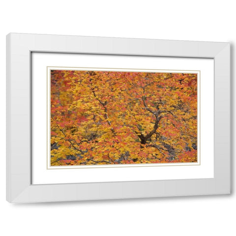 OR, Willamette NF Vine maple tree in autumn White Modern Wood Framed Art Print with Double Matting by Paulson, Don