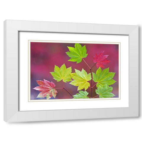 OR, Willamette NF Vine maple leaves in autumn White Modern Wood Framed Art Print with Double Matting by Paulson, Don