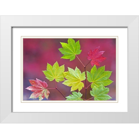 OR, Willamette NF Vine maple leaves in autumn White Modern Wood Framed Art Print with Double Matting by Paulson, Don
