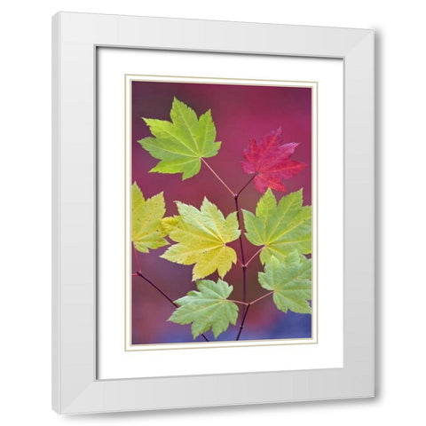OR, Willamette NF Vine maple leaves in autumn White Modern Wood Framed Art Print with Double Matting by Paulson, Don