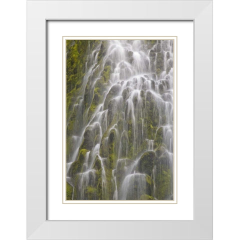 Oregon, Willamette NF View of Proxy Falls White Modern Wood Framed Art Print with Double Matting by Paulson, Don