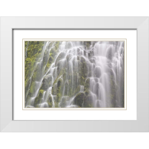 Oregon, Willamette NF View of Proxy Falls White Modern Wood Framed Art Print with Double Matting by Paulson, Don