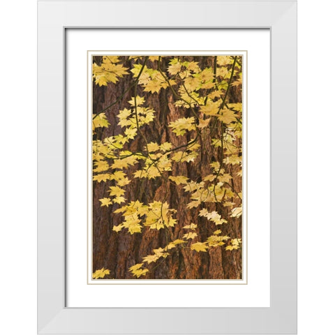 OR, Rogue River NF Vine maple leaves White Modern Wood Framed Art Print with Double Matting by Paulson, Don
