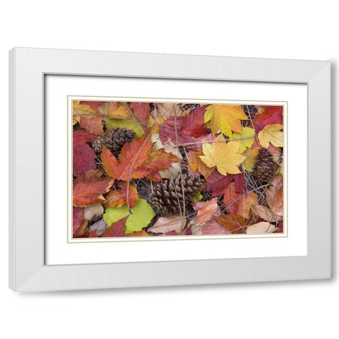 OR, Rogue River NF Forest floor in Autumn White Modern Wood Framed Art Print with Double Matting by Paulson, Don