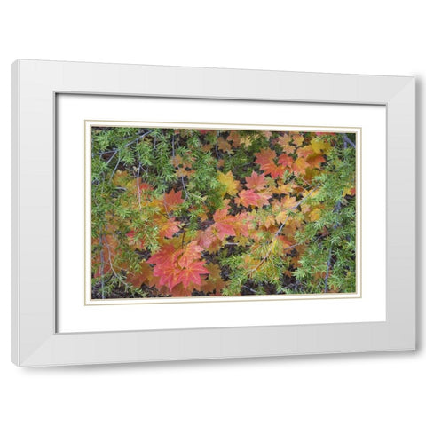 OR, Rogue River NF Vine maple leaves and hemlock White Modern Wood Framed Art Print with Double Matting by Paulson, Don