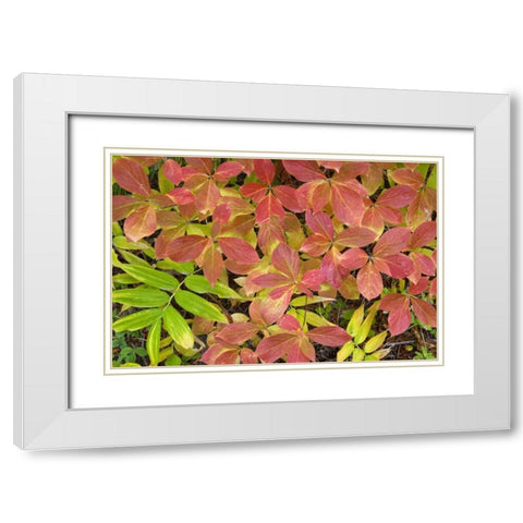OR, Rogue River NF Dogwood leaves in autumn White Modern Wood Framed Art Print with Double Matting by Paulson, Don