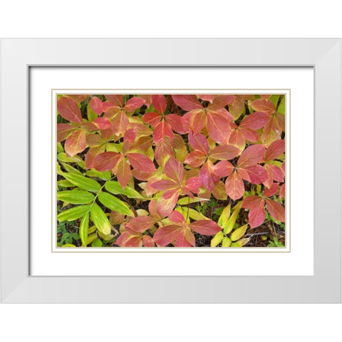 OR, Rogue River NF Dogwood leaves in autumn White Modern Wood Framed Art Print with Double Matting by Paulson, Don