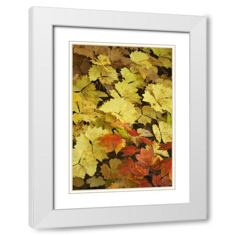 OR, Rogue River NF Leaves on forest floor White Modern Wood Framed Art Print with Double Matting by Paulson, Don