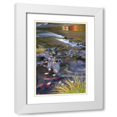 OR, Rogue River NF Leaves and autumn reflections White Modern Wood Framed Art Print with Double Matting by Paulson, Don