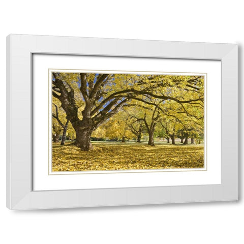 Oregon, Joseph H Stewart Walnut trees in autumn White Modern Wood Framed Art Print with Double Matting by Paulson, Don