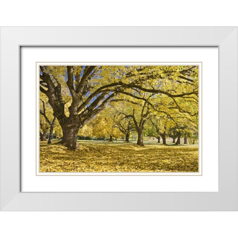 Oregon, Joseph H Stewart Walnut trees in autumn White Modern Wood Framed Art Print with Double Matting by Paulson, Don