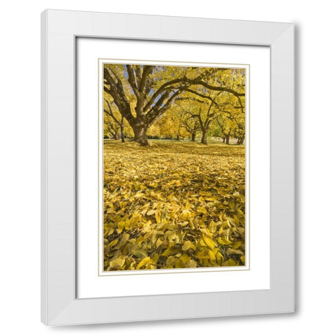 Oregon, Joseph H Stewart Walnut trees in autumn White Modern Wood Framed Art Print with Double Matting by Paulson, Don