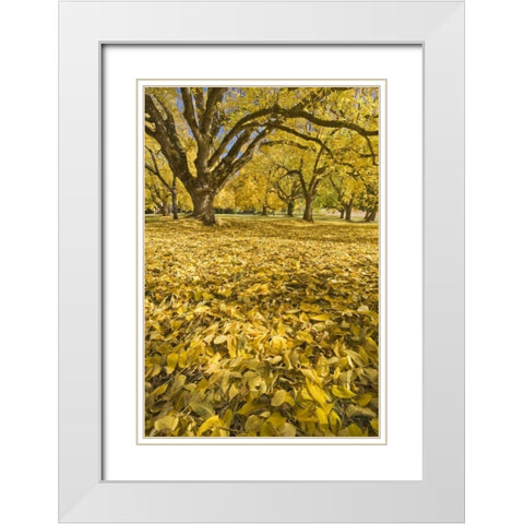 Oregon, Joseph H Stewart Walnut trees in autumn White Modern Wood Framed Art Print with Double Matting by Paulson, Don