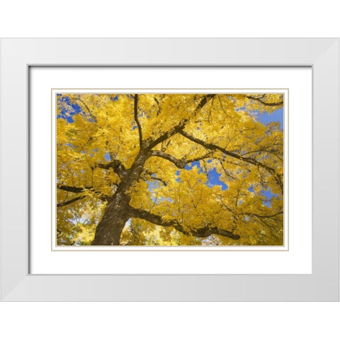 Oregon, Joseph H Stewart Walnut tree in autumn White Modern Wood Framed Art Print with Double Matting by Paulson, Don