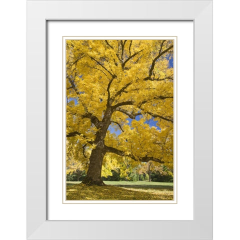 Oregon, Joseph H Stewart Walnut tree in autumn White Modern Wood Framed Art Print with Double Matting by Paulson, Don