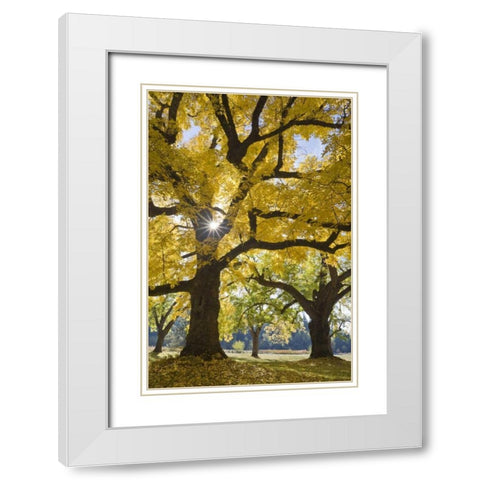 Oregon, Joseph H Stewart Walnut tree in autumn White Modern Wood Framed Art Print with Double Matting by Paulson, Don
