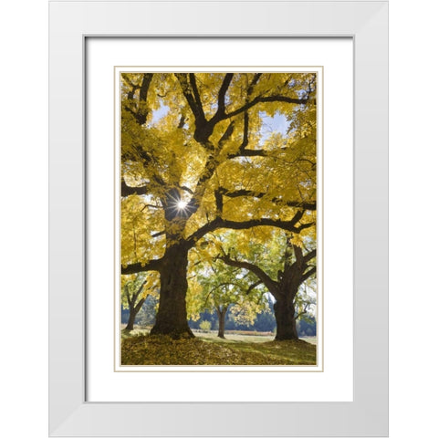 Oregon, Joseph H Stewart Walnut tree in autumn White Modern Wood Framed Art Print with Double Matting by Paulson, Don