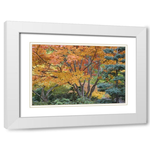 Oregon, Ashland Lithia Park trees in a Garden White Modern Wood Framed Art Print with Double Matting by Paulson, Don