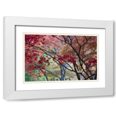 OR, Ashland Lithia Park maple trees in autumn White Modern Wood Framed Art Print with Double Matting by Paulson, Don