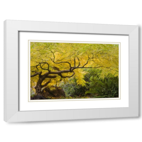Oregon, Ashland Lithia Park yellow maple trees White Modern Wood Framed Art Print with Double Matting by Paulson, Don