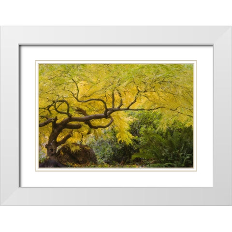 Oregon, Ashland Lithia Park yellow maple trees White Modern Wood Framed Art Print with Double Matting by Paulson, Don