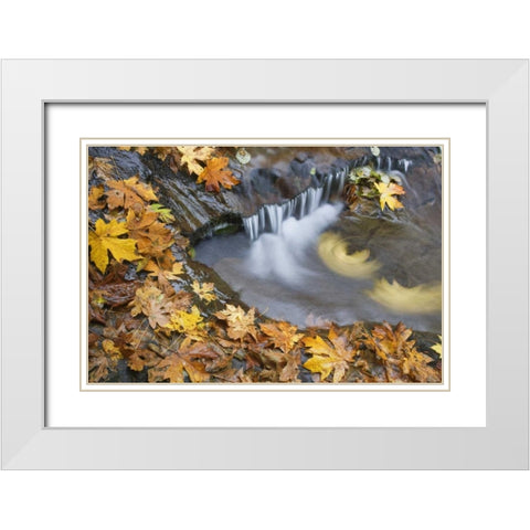 OR, Sweet Creek Maple leaves and stream eddy White Modern Wood Framed Art Print with Double Matting by Paulson, Don
