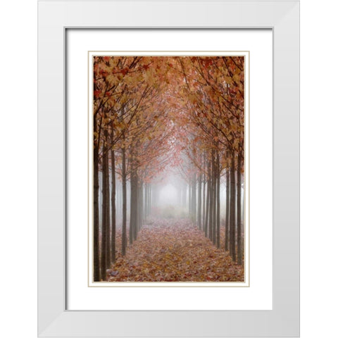 OR, Willamette Valley Autumn-colored maple trees White Modern Wood Framed Art Print with Double Matting by Paulson, Don