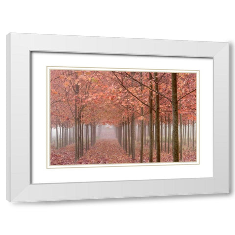 OR, Willamette Valley Autumn-colored maple trees White Modern Wood Framed Art Print with Double Matting by Paulson, Don