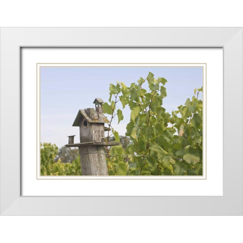 OR, Willamette Valley Birdhouse in vineyard White Modern Wood Framed Art Print with Double Matting by Paulson, Don