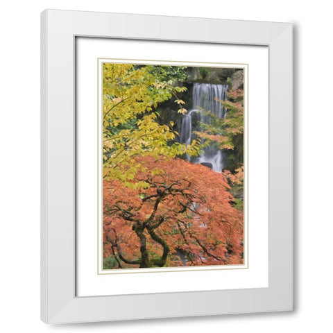 Oregon, Portland Japanese maple and waterfall White Modern Wood Framed Art Print with Double Matting by Paulson, Don