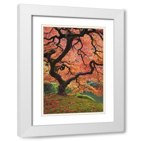 OR, Portland Japanese maple trees in autumn White Modern Wood Framed Art Print with Double Matting by Paulson, Don