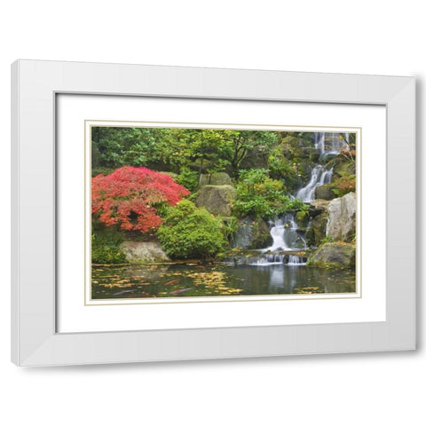 Oregon, Portland Waterfall flows into koi pond White Modern Wood Framed Art Print with Double Matting by Paulson, Don