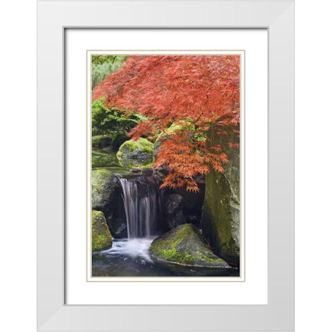 Oregon, Portland Waterfall and Japanese maple White Modern Wood Framed Art Print with Double Matting by Paulson, Don
