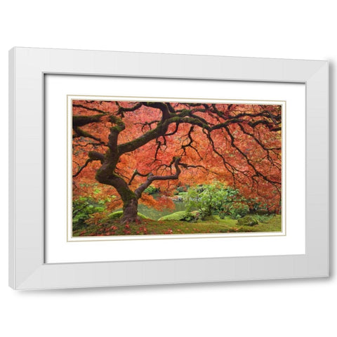 OR, Portland Japanese maple tree next to a pond White Modern Wood Framed Art Print with Double Matting by Paulson, Don