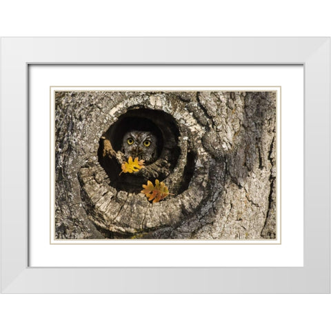 OR, Mosier Screech owl occupies knot hole White Modern Wood Framed Art Print with Double Matting by Paulson, Don