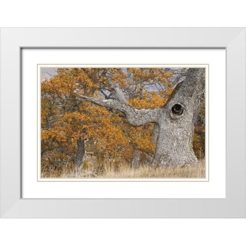 Oregon, Mosier Old oak tree with large knot hole White Modern Wood Framed Art Print with Double Matting by Paulson, Don