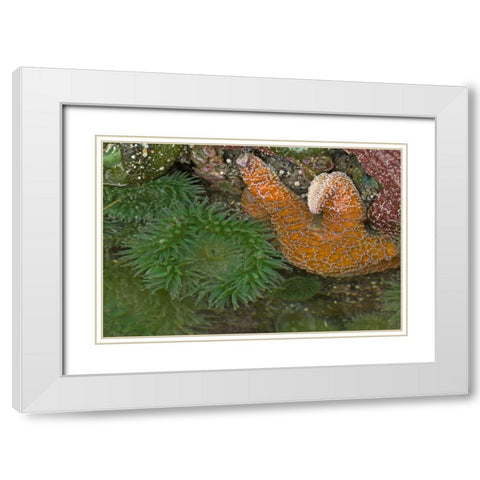 OR, Bandon Beach Sea stars and anemones White Modern Wood Framed Art Print with Double Matting by Illg, Cathy and Gordon