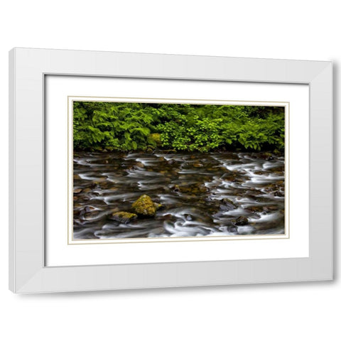 OR, Columbia Gorge Eagle Creek with vegetation White Modern Wood Framed Art Print with Double Matting by Carter, Jean