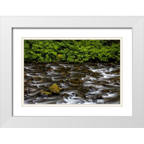OR, Columbia Gorge Eagle Creek with vegetation White Modern Wood Framed Art Print with Double Matting by Carter, Jean