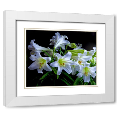 USA, Oregon Close-up of Easter lilies White Modern Wood Framed Art Print with Double Matting by Carter, Jean