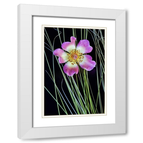 Oregon Close-up of anemone flower with grasses White Modern Wood Framed Art Print with Double Matting by Carter, Jean